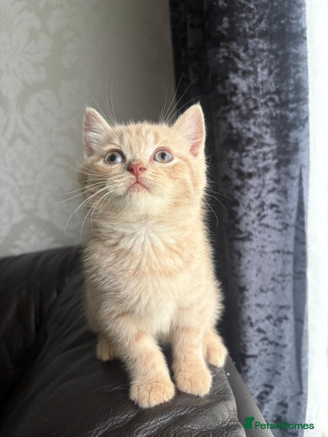 British Shorthair cats for sale: British shorthair kittens - Image 7