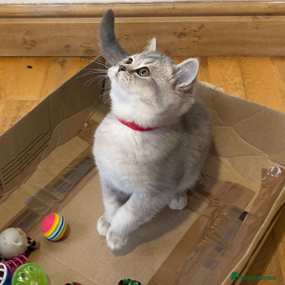 British Shorthair cats for sale: 🚨One Girl Ready to leave 🚨GCCF British Shorthair - Image 13
