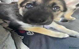 Shepsky dogs for sale: Gerbirian  shepskis - Image 10