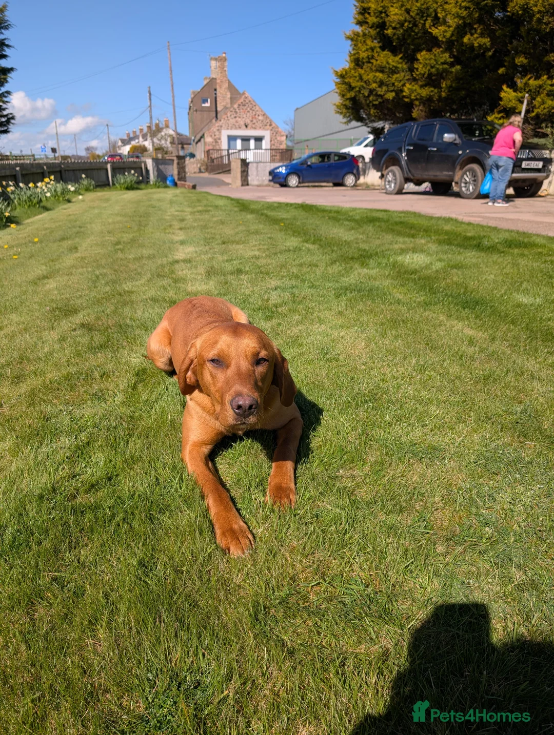 Labrador Retriever dogs for sale: Labrador for sale - Advert 5