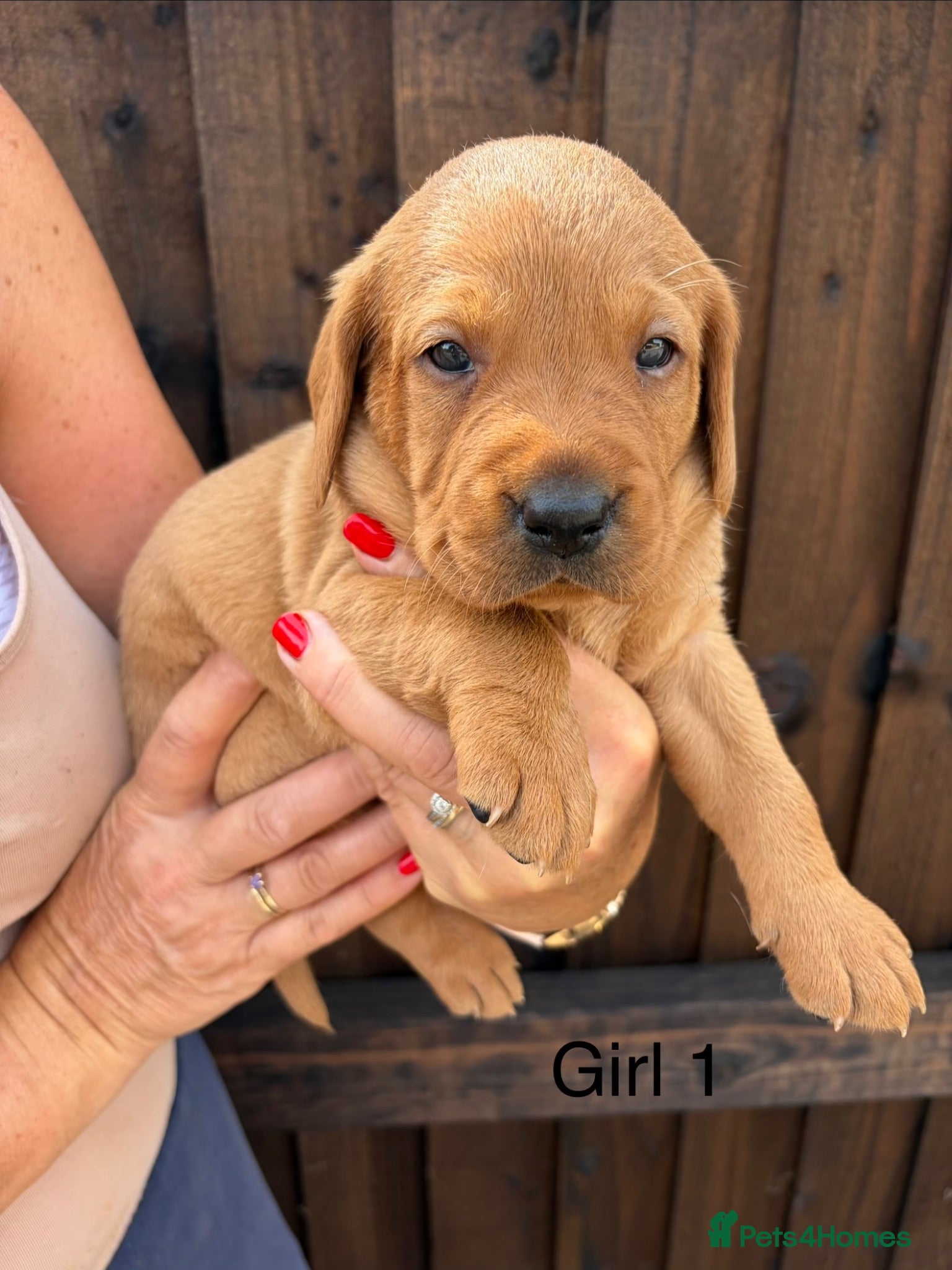 Labrador Retriever dogs Fox red Labrador puppies for sale  - Advert 2