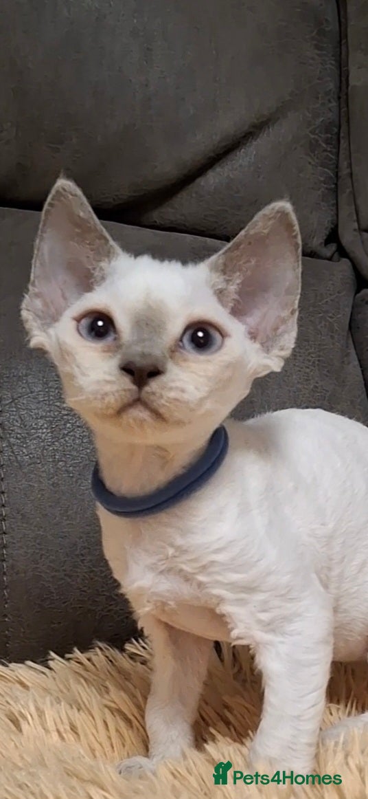 Devon Rex cats 🌸 Devon Rex with blue eyes FIFE registered  🌸 - Advert 1