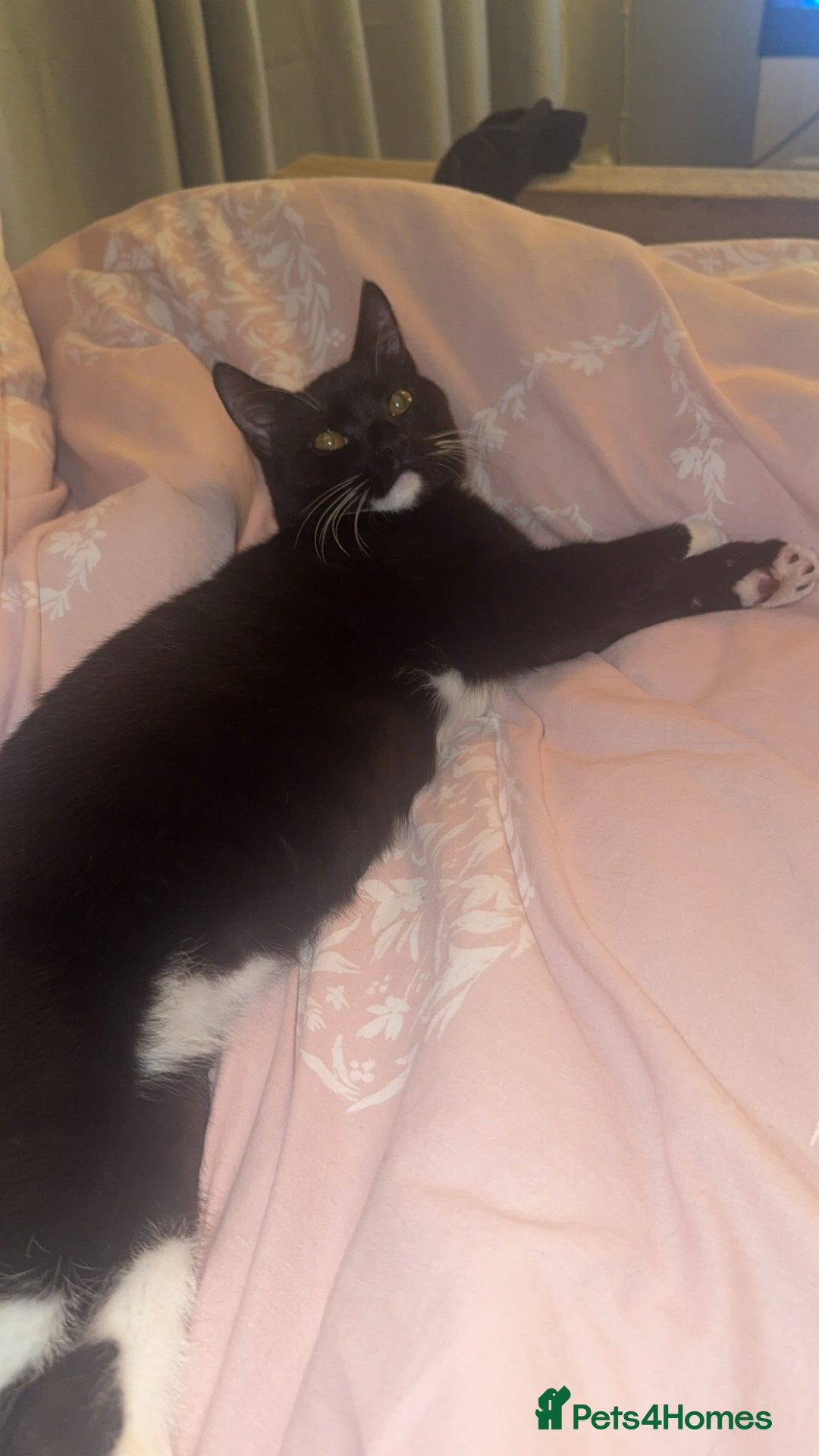 British Shorthair cats for sale: Half British short hair  - Advert 1