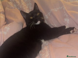 British Shorthair cats Half British short hair - Advert 1