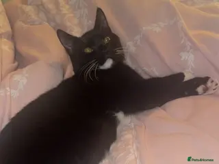 British Shorthair cats Half British short hair - Advert 10