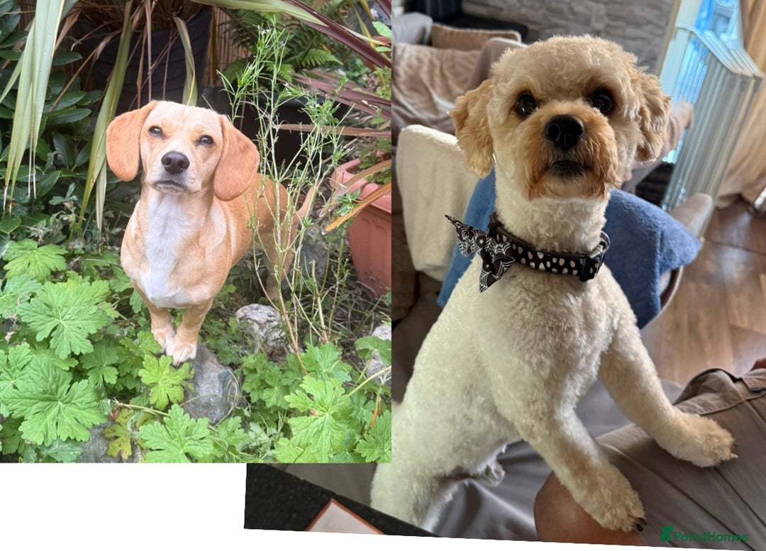 Mixed Breed dogs for sale: Dachshund/cavapoo - Advert 8