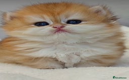 British Shorthair cats for sale: ✨Exclusive Show Quality Golden BSH/BLH babies 🦁  - Image 5