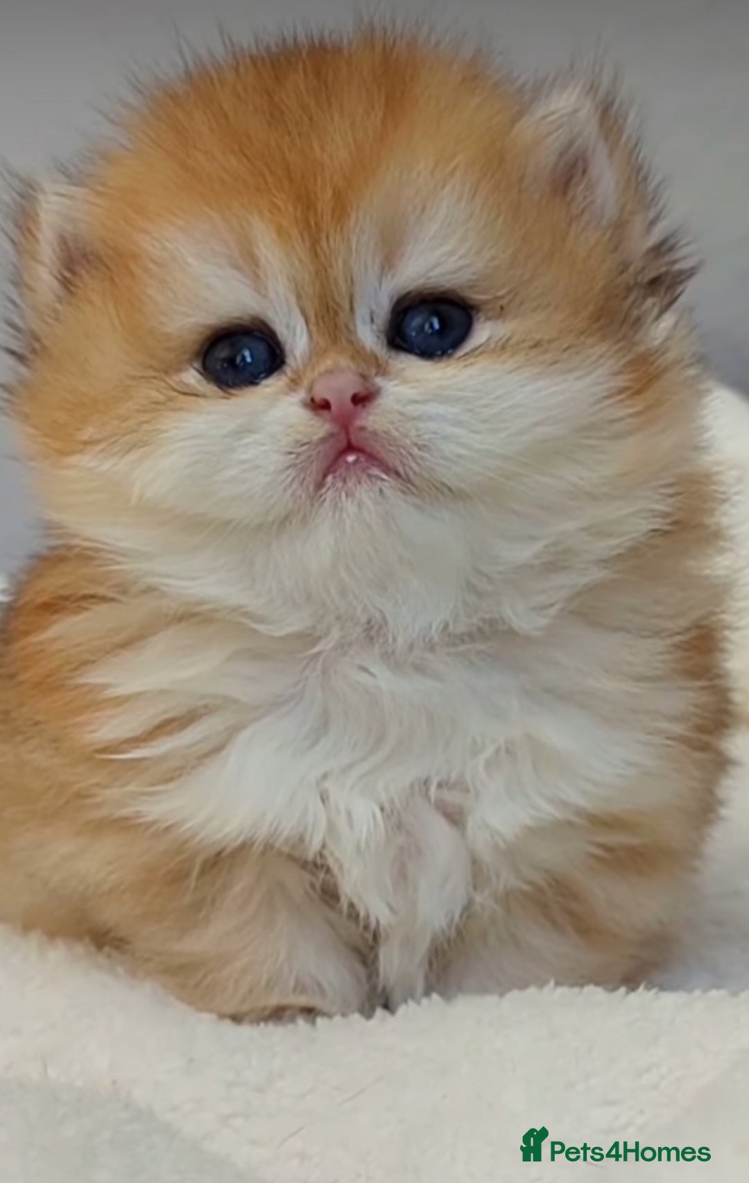 British Shorthair cats for sale: ✨Exclusive Show Quality Golden BSH/BLH babies 🦁  - Image 5
