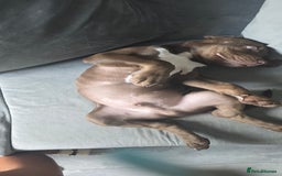 Mixed Breed dogs for sale: Dobermam x Bully Male Pup - Image 2
