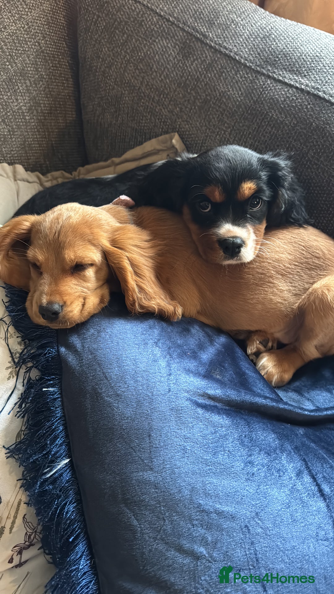 Cockalier dogs for sale: Rehoming Two Young Female Spaniels  - Image 19