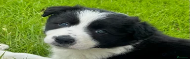 Border Collie 1
