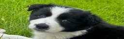 Border Collie dogs for sale: ⭐️ 2 Beautiful Female Border Collie Pups Left ⭐️ - Advert 6