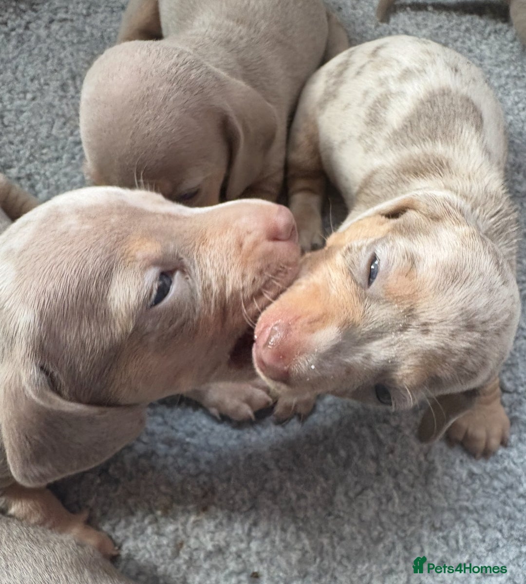 Miniature Dachshund dogs for sale: Beautiful teeny tiny Isabella mini dachshunds  - Image 6