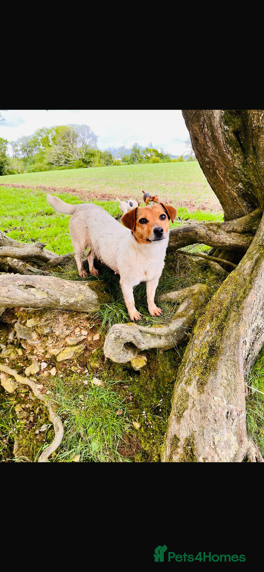 Jack Russell dogs for sale: Jack Russell puppies for sale - Advert 3