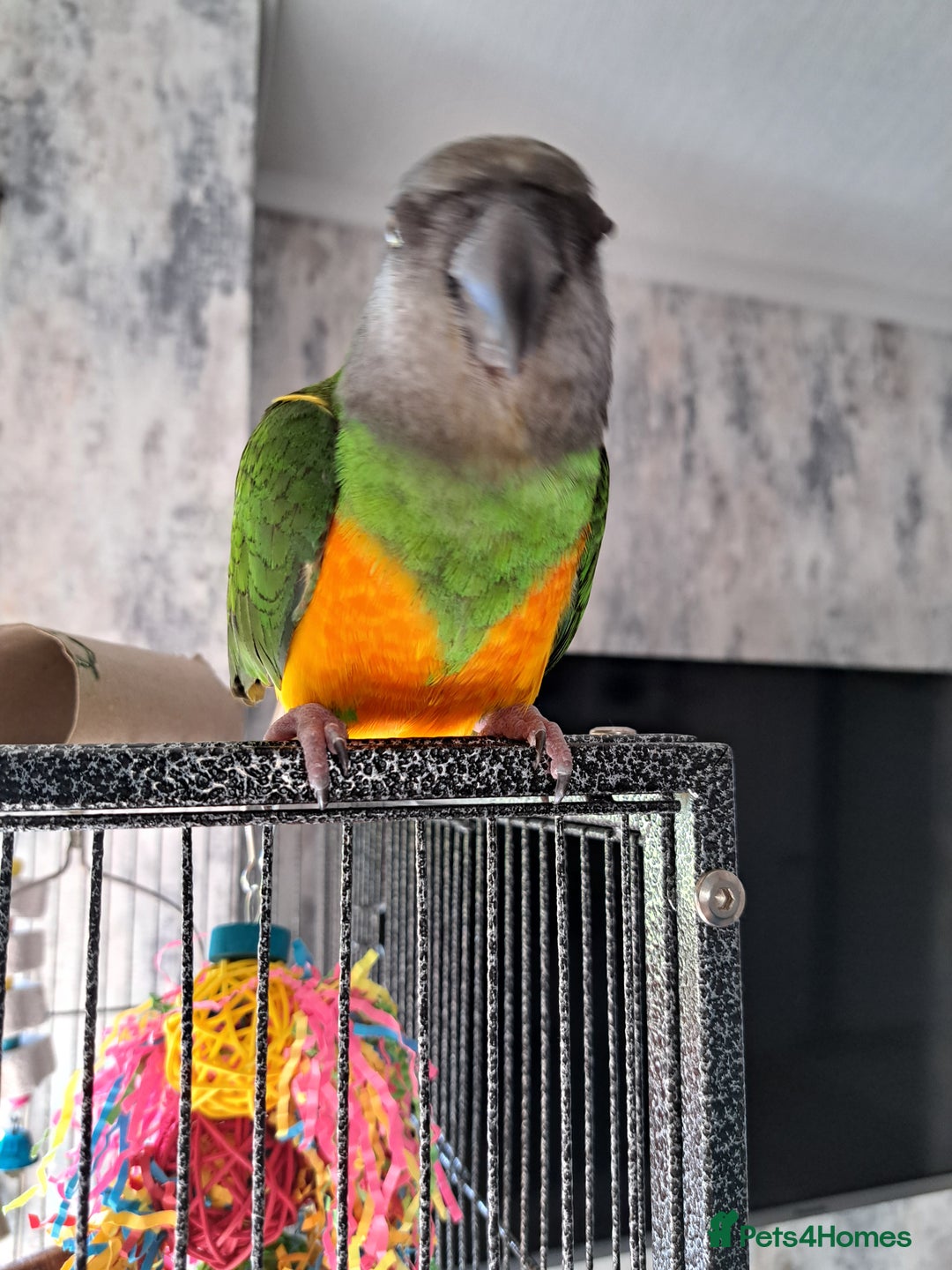 Parrots birds for sale: Male senegal  - Advert 1