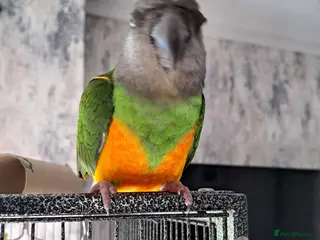 Parrots birds Male senegal - Advert 17