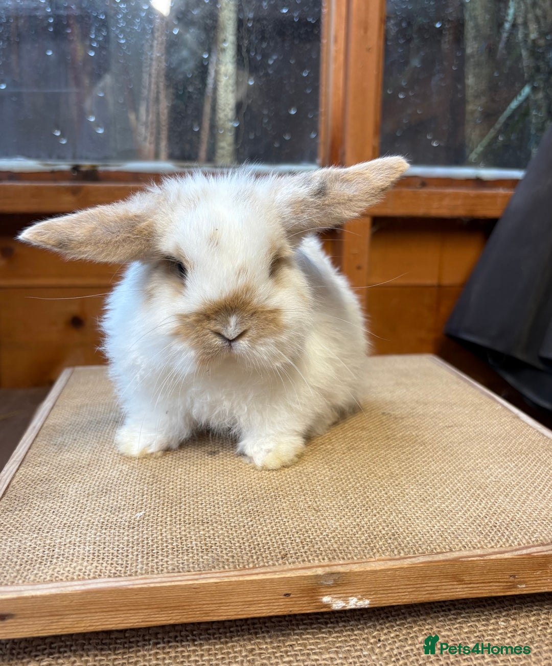 Mini Lop rabbits for sale: Friendly baby mini lop available  - Advert 2