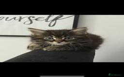 Mixed Breed cats for sale: Maine coon / Tabby kittens - Image 8