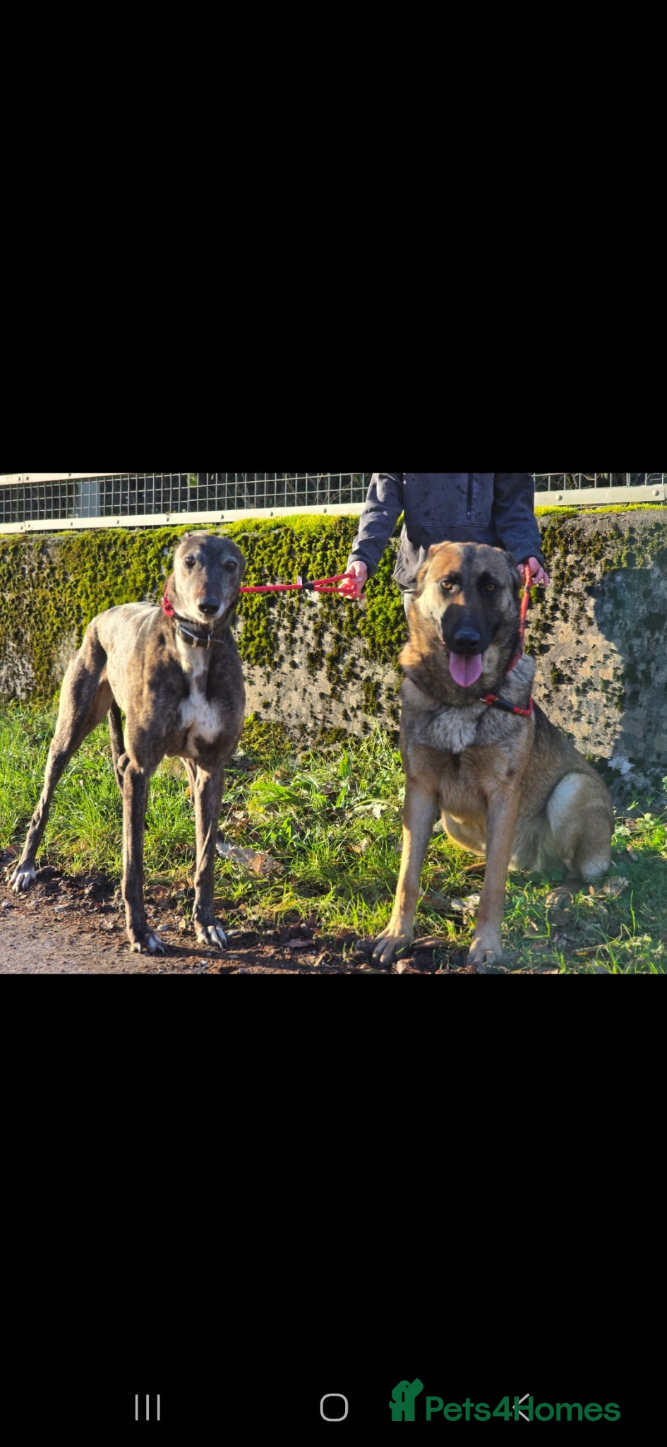 Greyhound dogs Greyhound female in foster - Advert 17