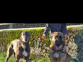 Greyhound dogs Greyhound female in foster - Advert 17