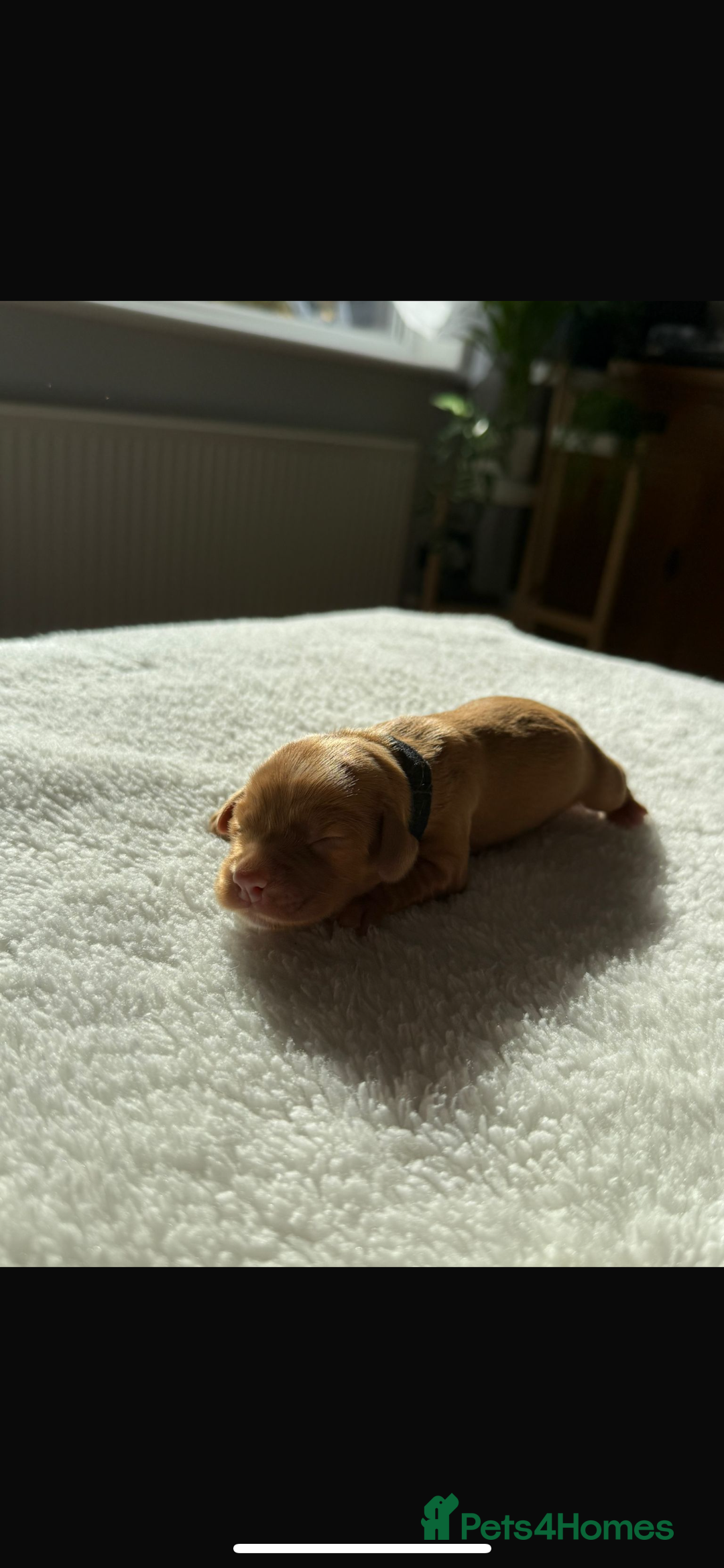 Cocker Spaniel dogs for sale: 🐶Cocker Spaniel Pups Looking for Forever Family🐶 - Image 8