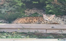 Bengal cats for sale: Hand reared male Bengal cross - Image 4