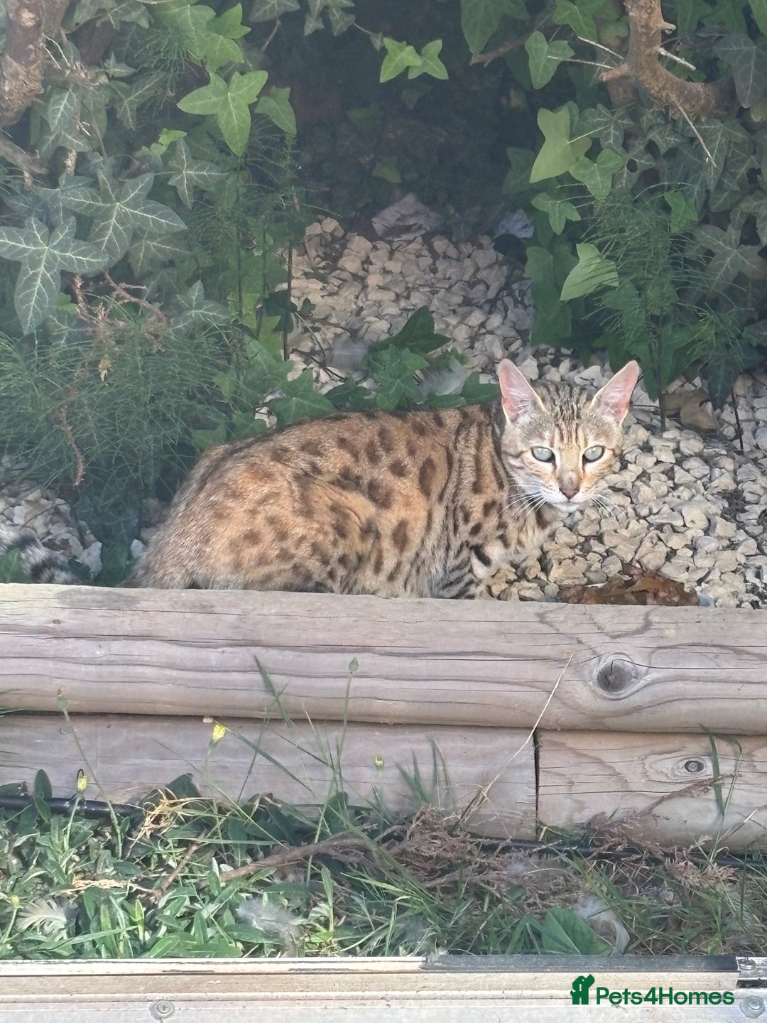 Bengal cats for sale: Hand reared male Bengal cross - Image 4