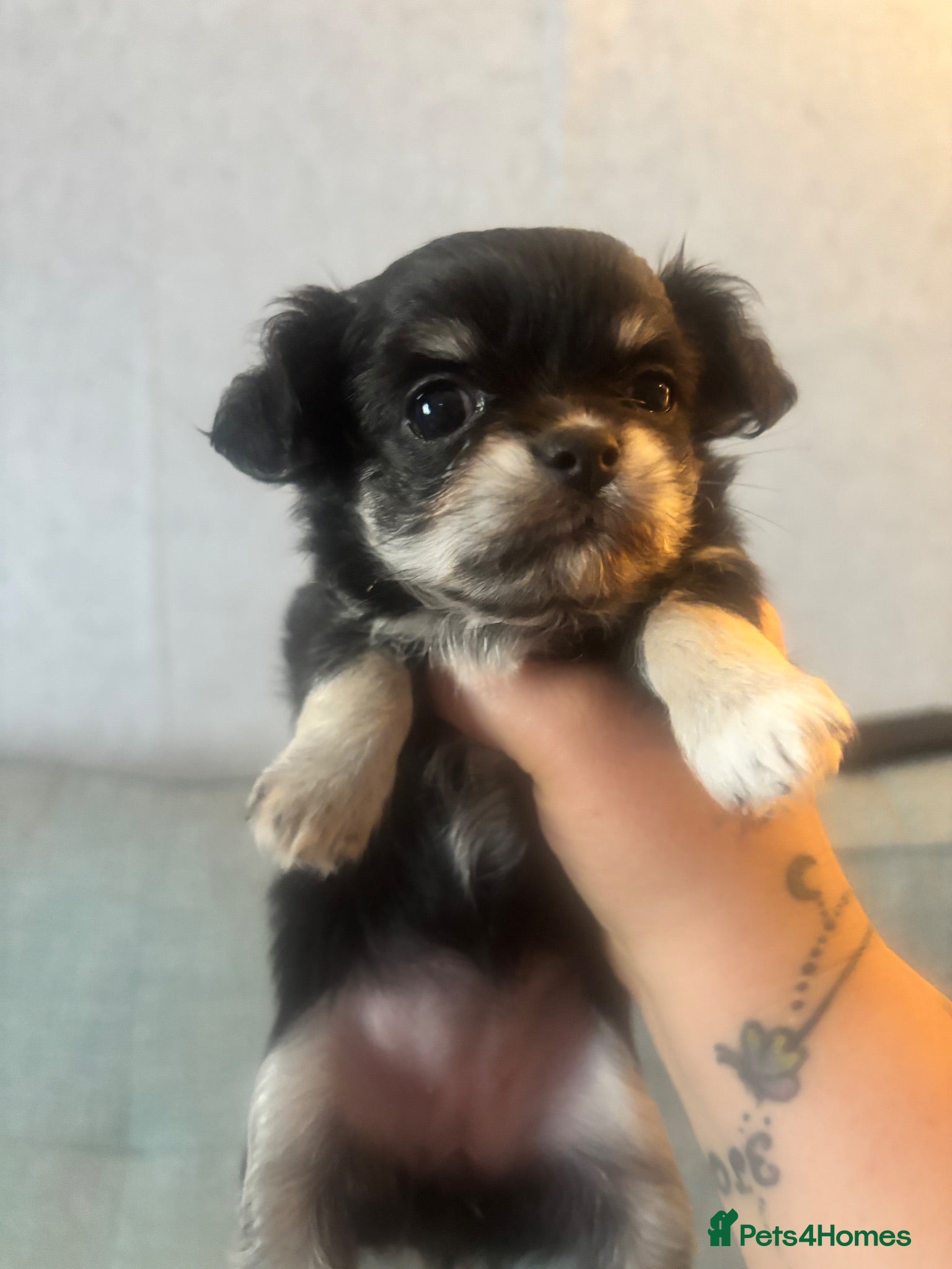 Chihuahua dogs Beautiful Long-Haired Chihuahua Girl 💕 - Advert 2