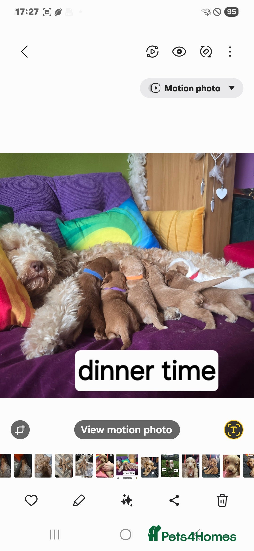 Cockapoo dogs for sale: Cameron's and Phoebe's babies  - Image 2