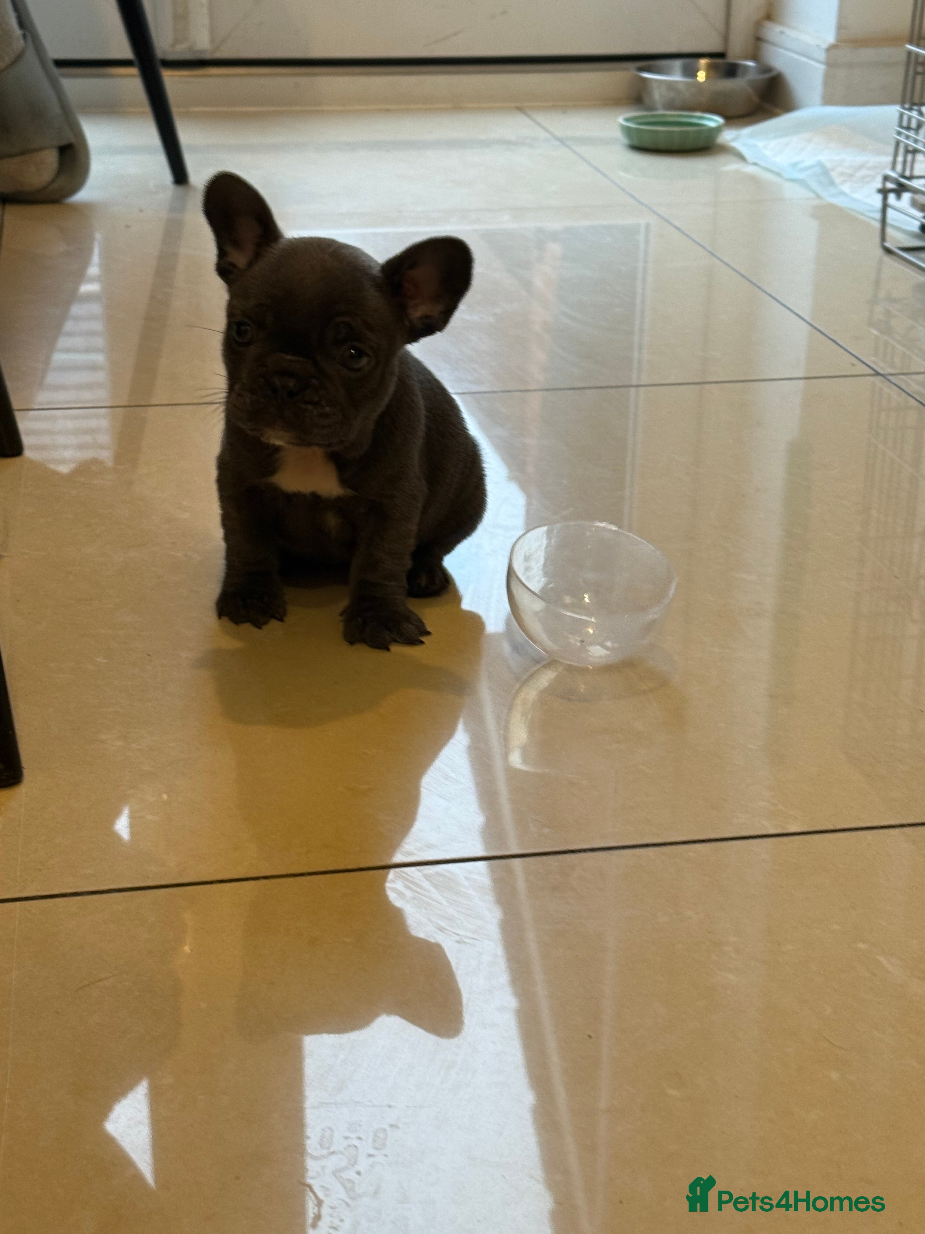 French Bulldog dogs French Bulldog Puppy (Female) - Advert 5