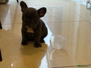 French Bulldog dogs French Bulldog Puppy (Female) - Advert 5