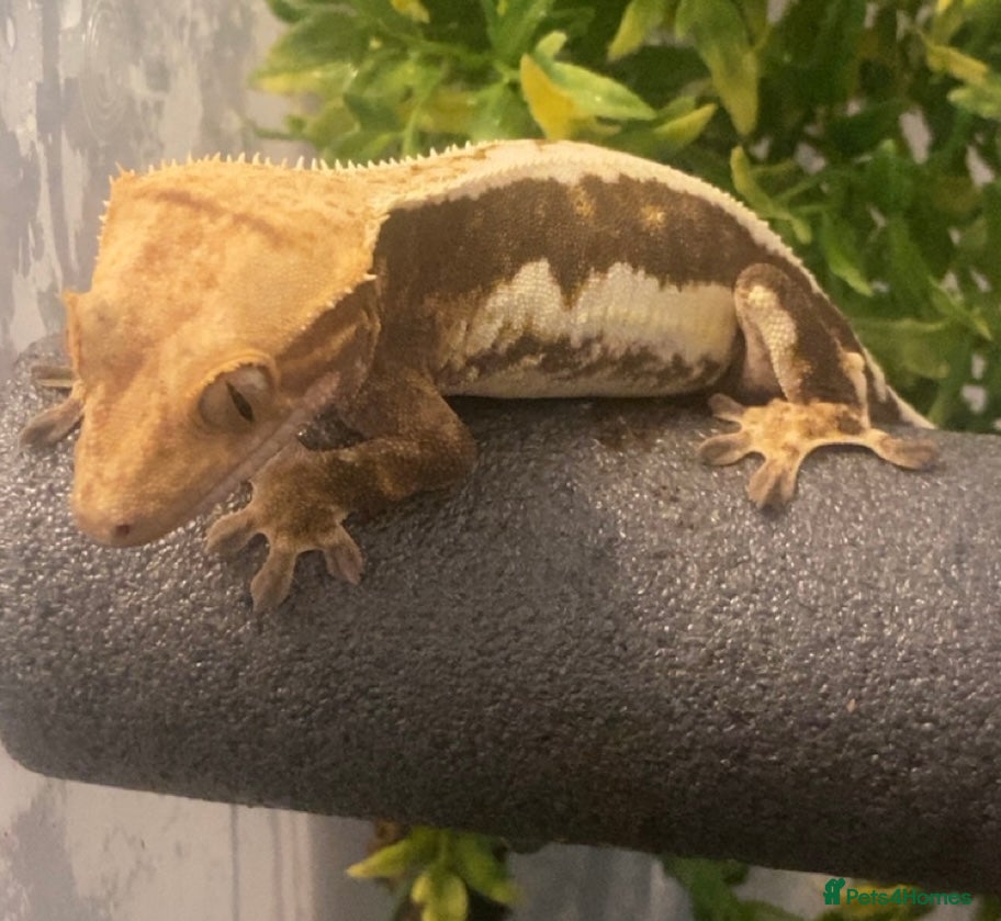 Gecko reptiles Crested Gecko - Advert 21