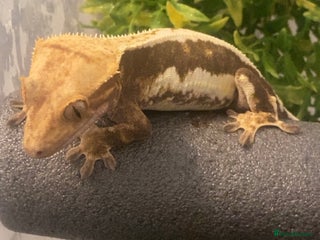 Gecko reptiles for sale - Advert 1