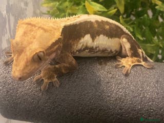 Gecko reptiles Crested Gecko - Advert 22