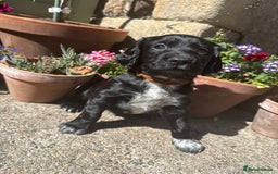 Cocker Spaniel dogs for sale: FTW Sired KC Reg Working Cocker Spaniel Puppies in Stocksfield - Image 3