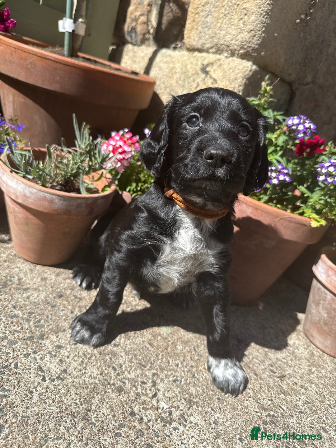 Cocker Spaniel dogs for sale: FTW Sired KC Reg Working Cocker Spaniel Puppies in Stocksfield - Image 3