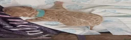 Cockapoo dogs for sale: 5 beautiful F1b puppies - Advert 23
