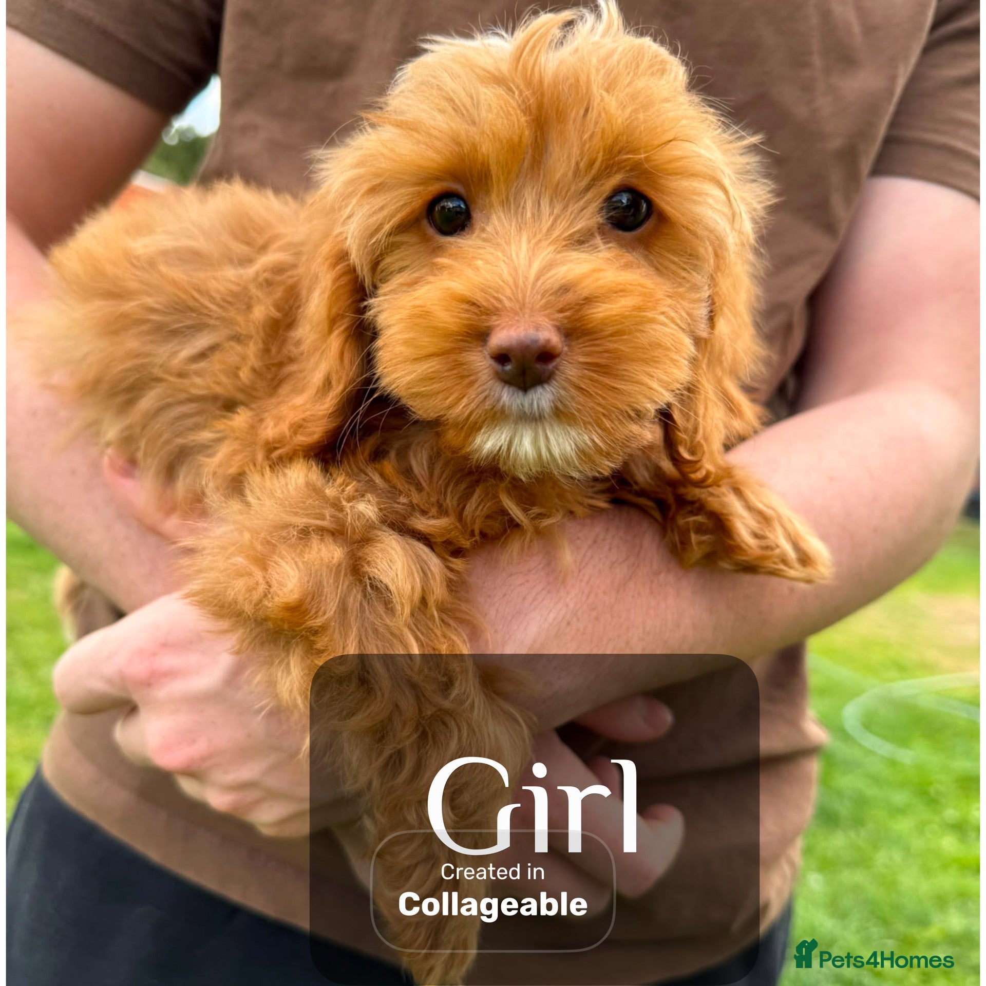 Cockapoo dogs Gorgeous F1 Cockapoo puppies  - Advert 2
