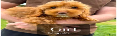  Puppy 2