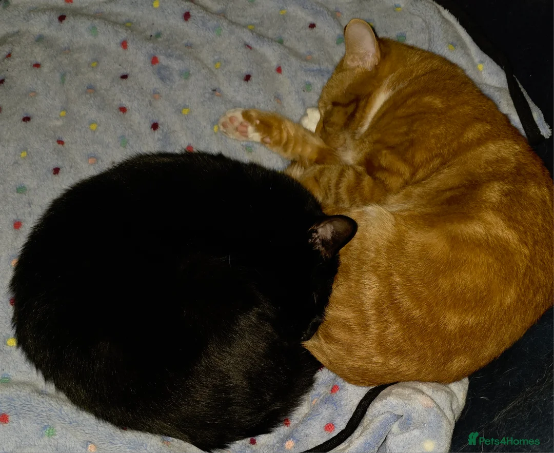 Mixed Breed cats for sale: Rehoming Ash and Gizmo  - Advert 5