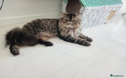 Persian cats for sale: Lovely boy rehoming  - Image 1