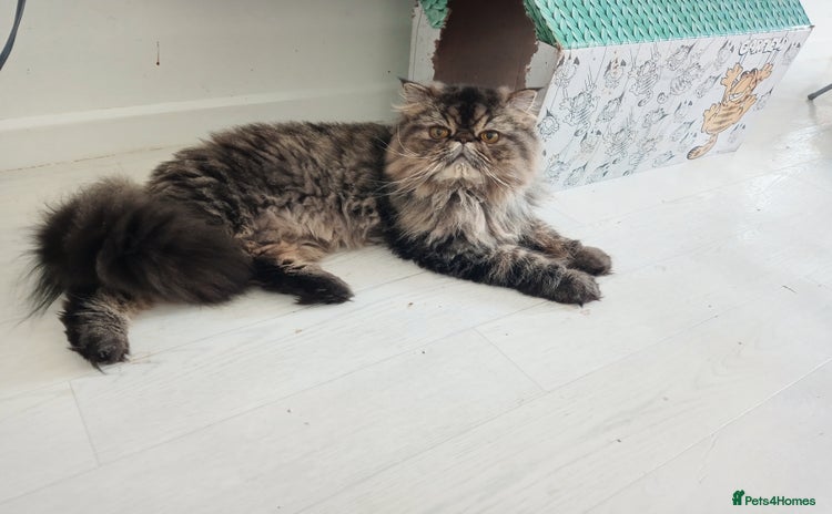 Persian cats - Advert 5