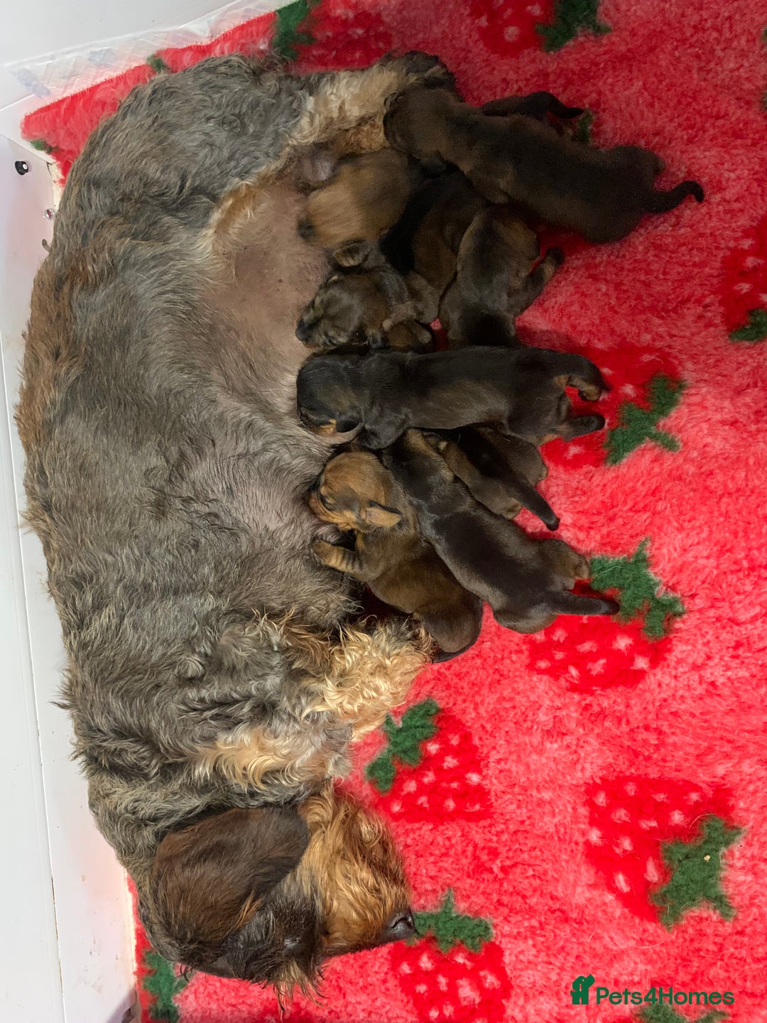 Dachshund dogs for sale: Standard wire Haired Dachshund  - Image 2