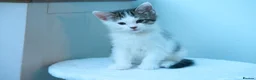 Ragdoll cats for sale: Adorable, Affectionate Part Ragdoll Kittens - Advert 6