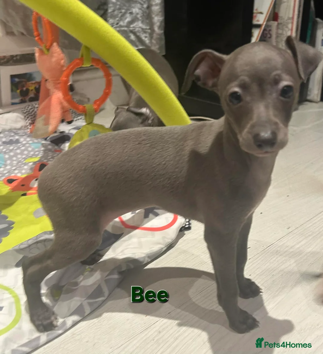 Italian Greyhound dogs for sale: 20 th feb KC reg quality  Just 1 blue boy & girl - Advert 15