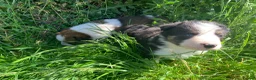 Border Collie dogs for sale: 4 gorgeous Border Collie Puppies - Advert 7