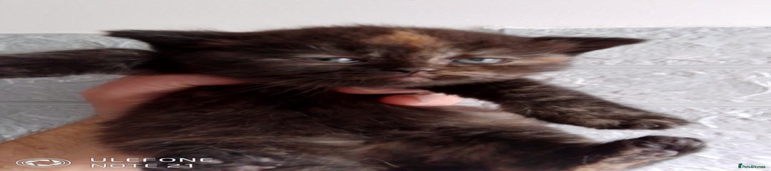 British Shorthair Kitten 2