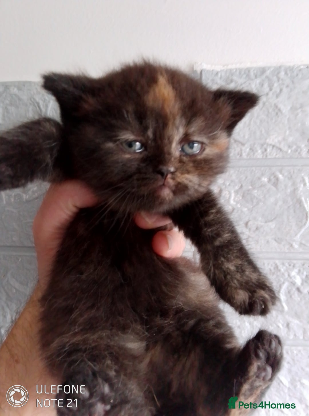 British Shorthair cats for sale: Beautiful exotic British Shorthair  - Advert 10