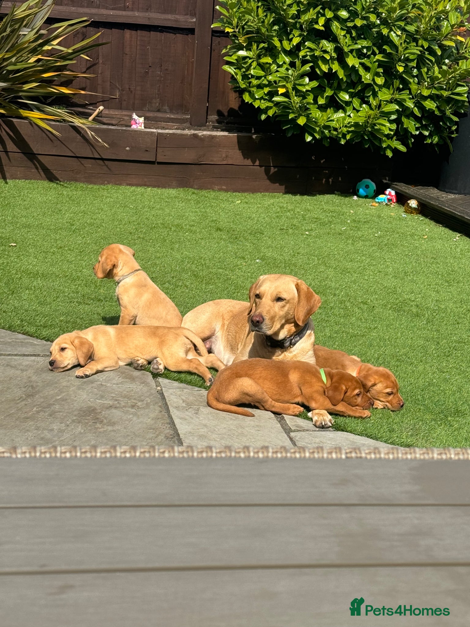 Labrador Retriever dogs Fox red Labrador puppies  - Advert 17