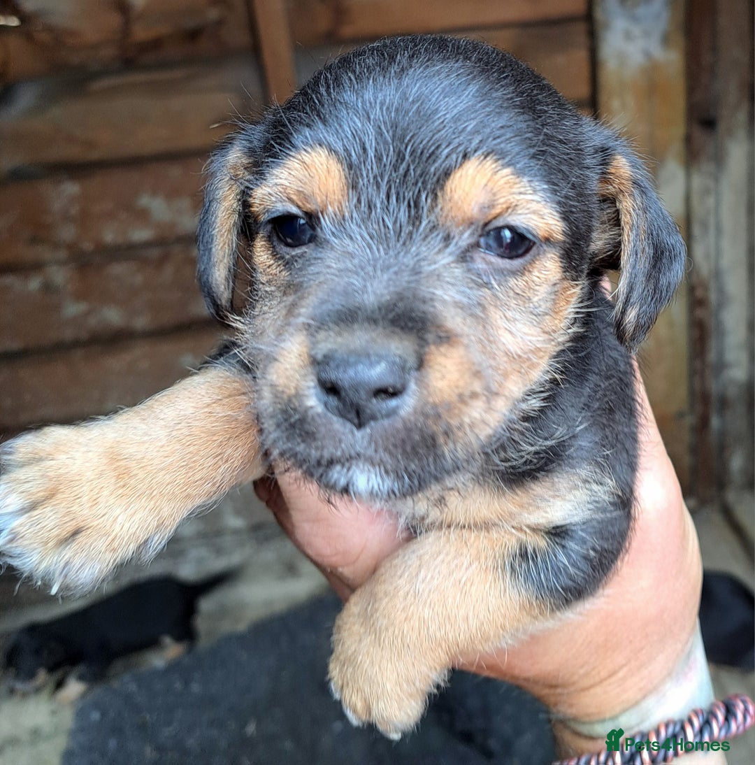 Patterjack dogs for sale: Patterjack pups - Image 2